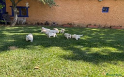 Golden Retriever perros en venta: Golden retriever  - Imagen 5
