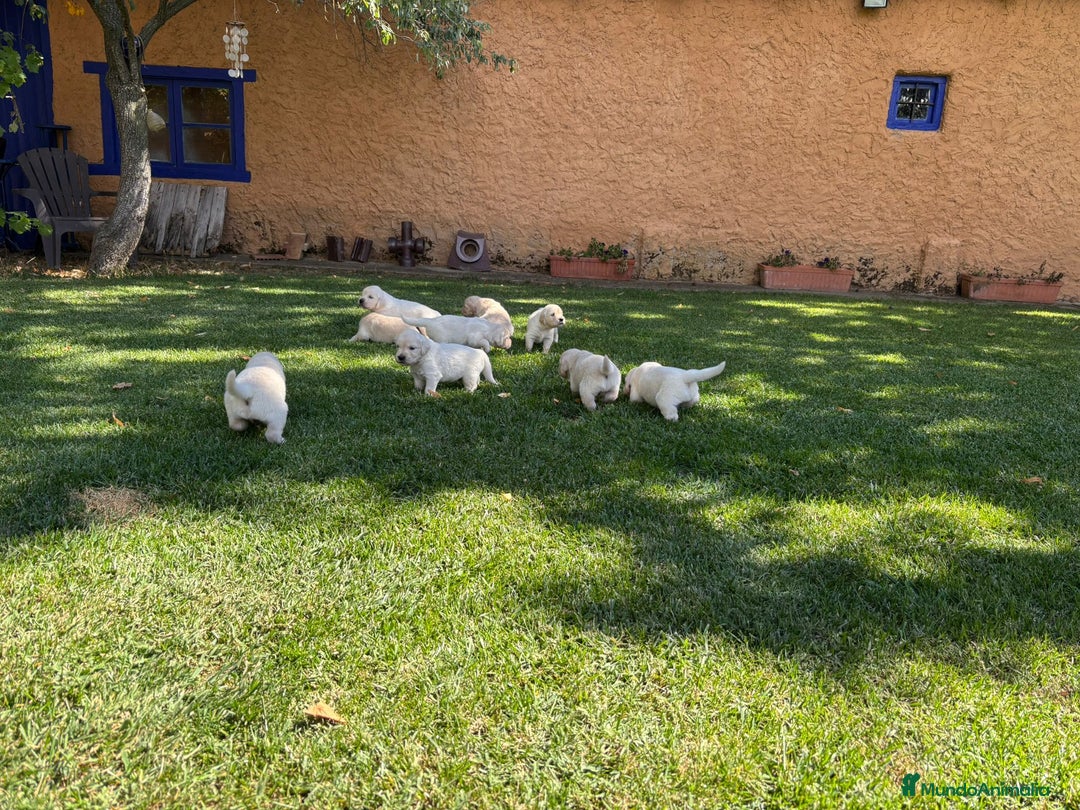 Golden Retriever perros en venta: Golden retriever  - Imagen 5
