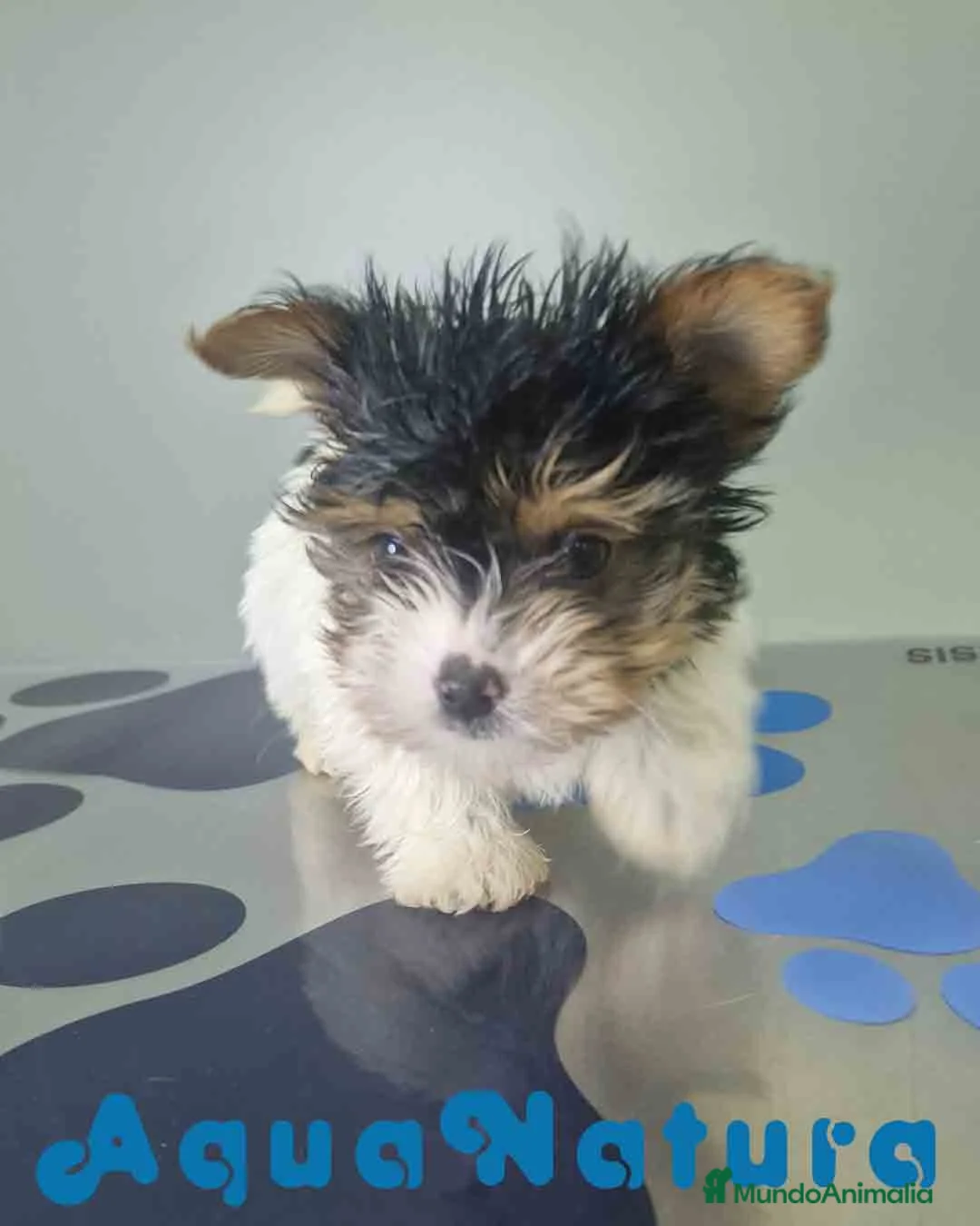 Biewer Yorkshire Terrier a la Pom Pon perros en venta: Yorkshire Biewer Macho CJMM 1318 AQUANATURA - Anuncio 9