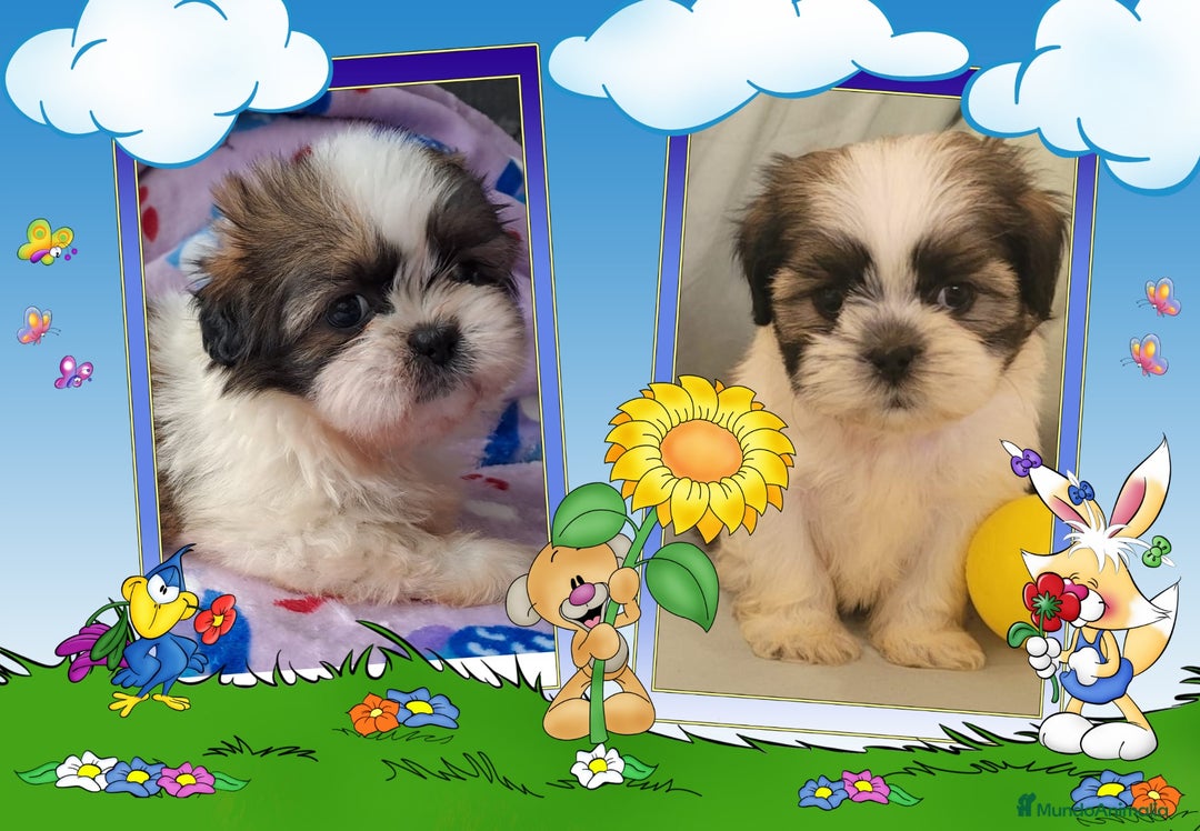 Shih Tzu perros en venta: Camada familiar de shih tzu - Imagen 1