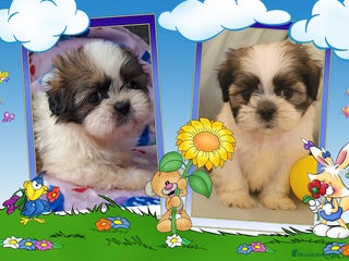 Shih Tzu perros - Anuncio 1