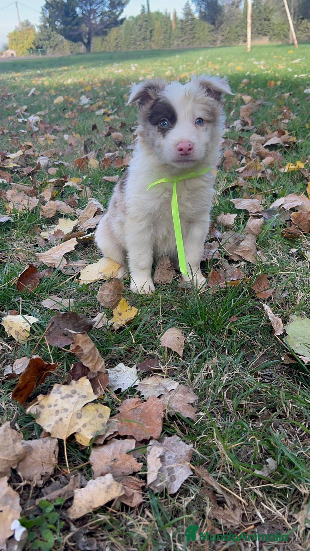 Border Collie perros en venta: Border collie  en La Rioja - Anuncio 9
