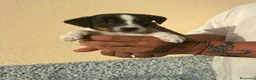 Ratonero Bodeguero Andaluz perros en venta: Bodegueros  - Anuncio 1