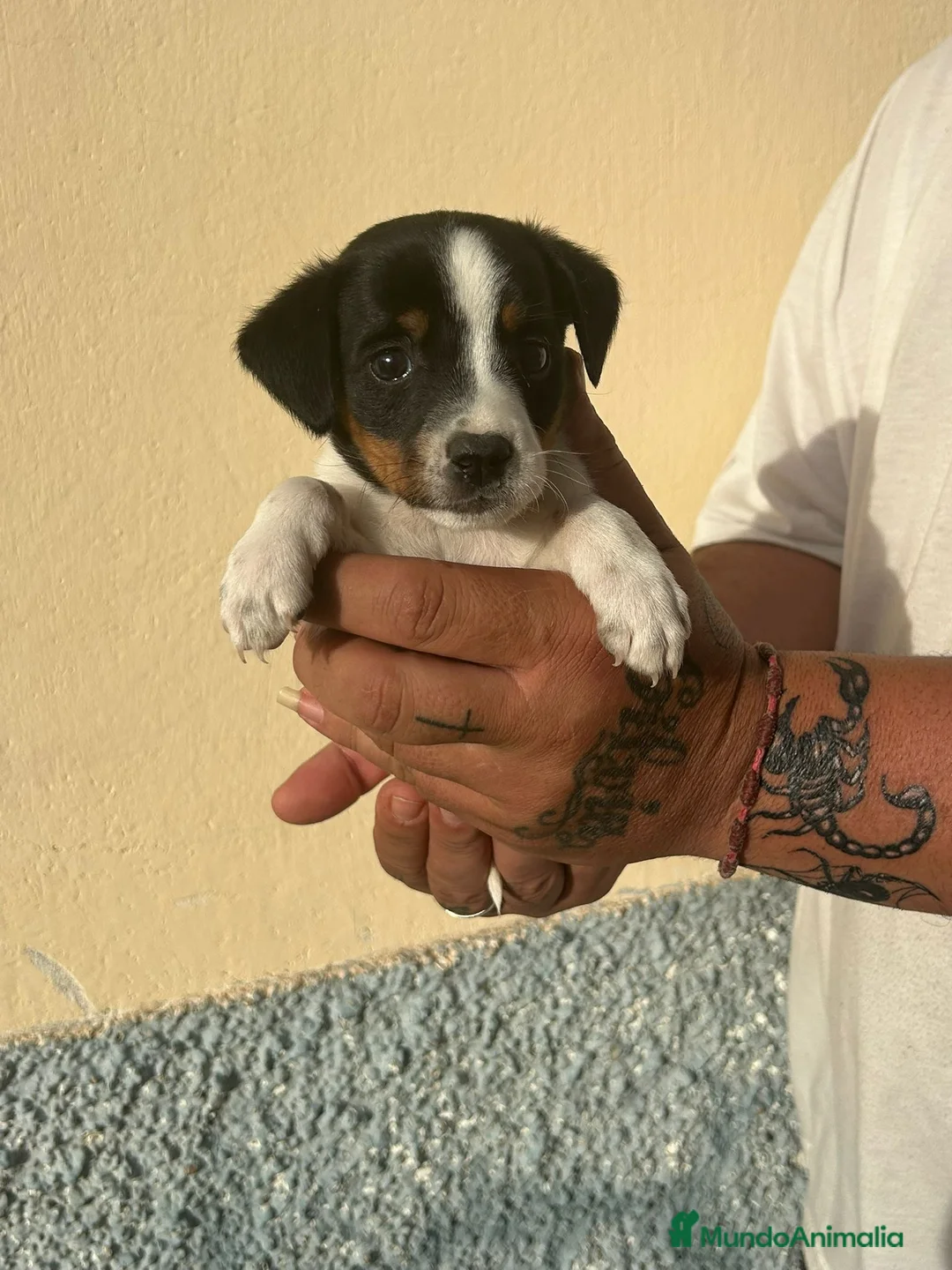Ratonero Bodeguero Andaluz perros en venta: Bodegueros  - Anuncio 1