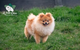 Pomerania perros en venta: Adorable pomerania macho, magnifico carácter.  - Imagen 1
