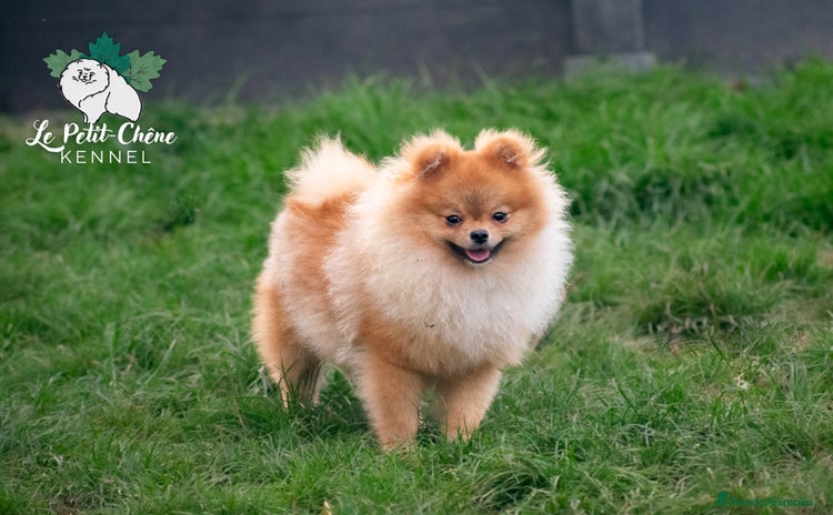 Pomerania perros - Anuncio 2
