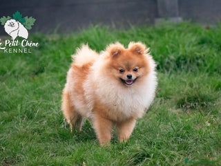 Pomerania perros - Anuncio 4