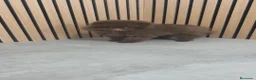 Pomerania perros en venta: Pomerania chocolate hembra  - Anuncio 2
