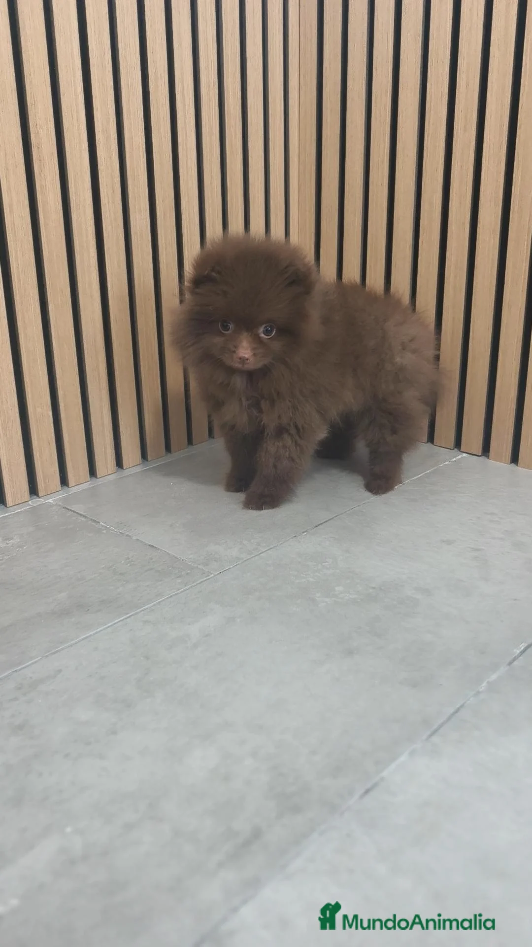 Pomerania perros en venta: Pomerania chocolate hembra  - Anuncio 2