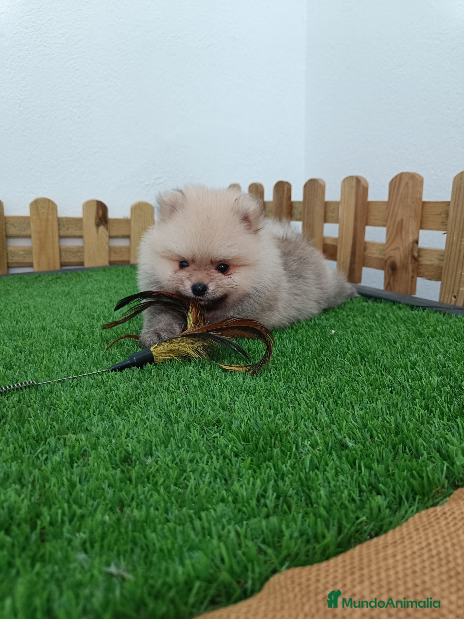 Pomerania perros Pomerania macho  - Anuncio 1