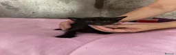 Europeo de Pelo Corto gatos en adopcion: Gatitos europeos comunes buscan hogar - Anuncio 5