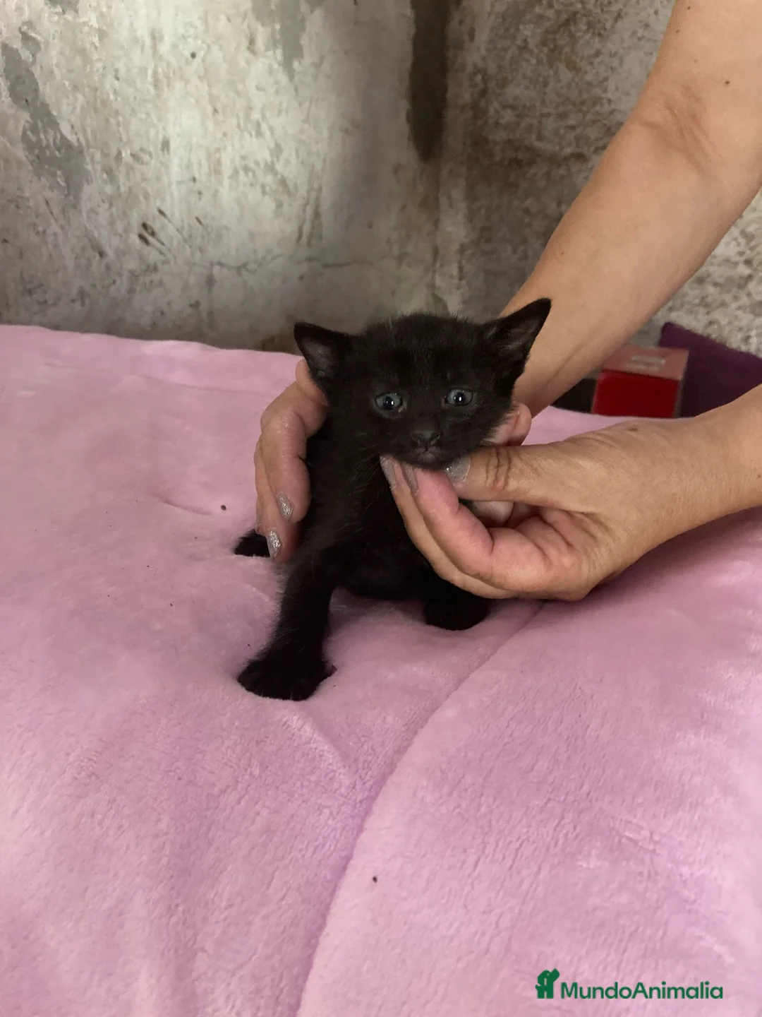 Europeo de Pelo Corto gatos en adopcion: Gatitos europeos comunes buscan hogar - Anuncio 5