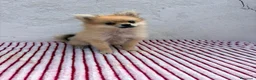 Pomerania perros en venta: Pomerania mini toy  - Anuncio 8