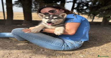 Husky Siberiano perros - Anuncio 7