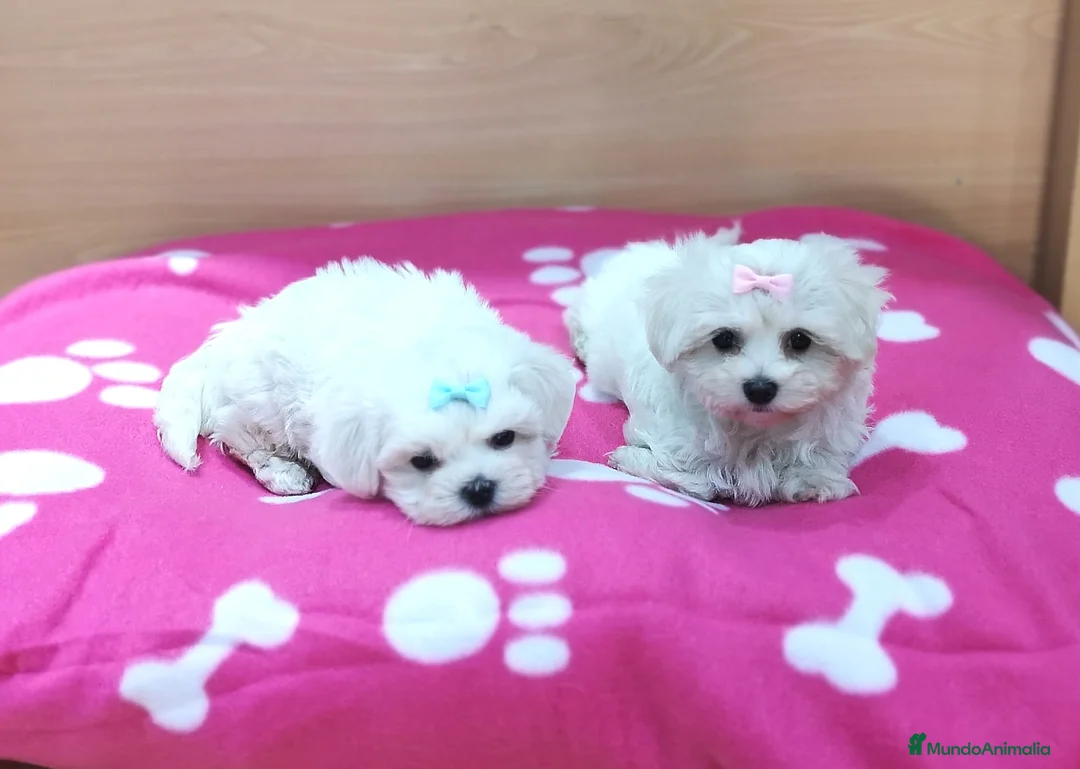 Bichón Maltés perros en venta: Bichón Maltés bebes en Barcelona - Anuncio 7