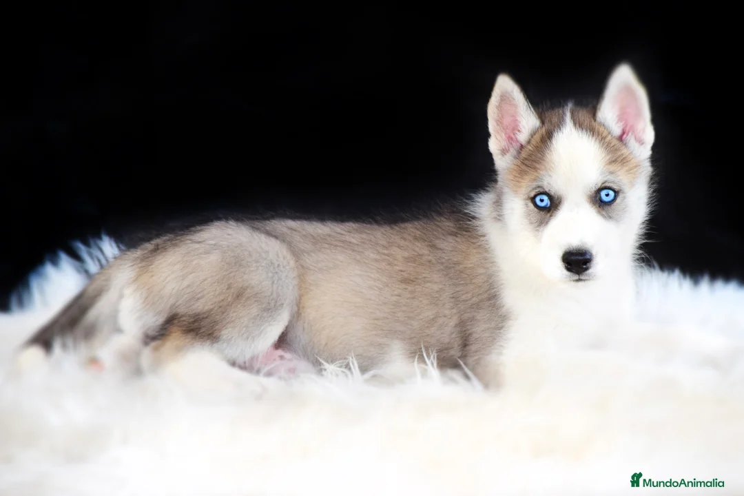 Imagen de galería {{count}}