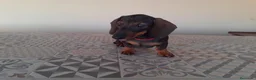 Teckel perros en venta: Preciosos Teckel negro fuego  - Anuncio 5