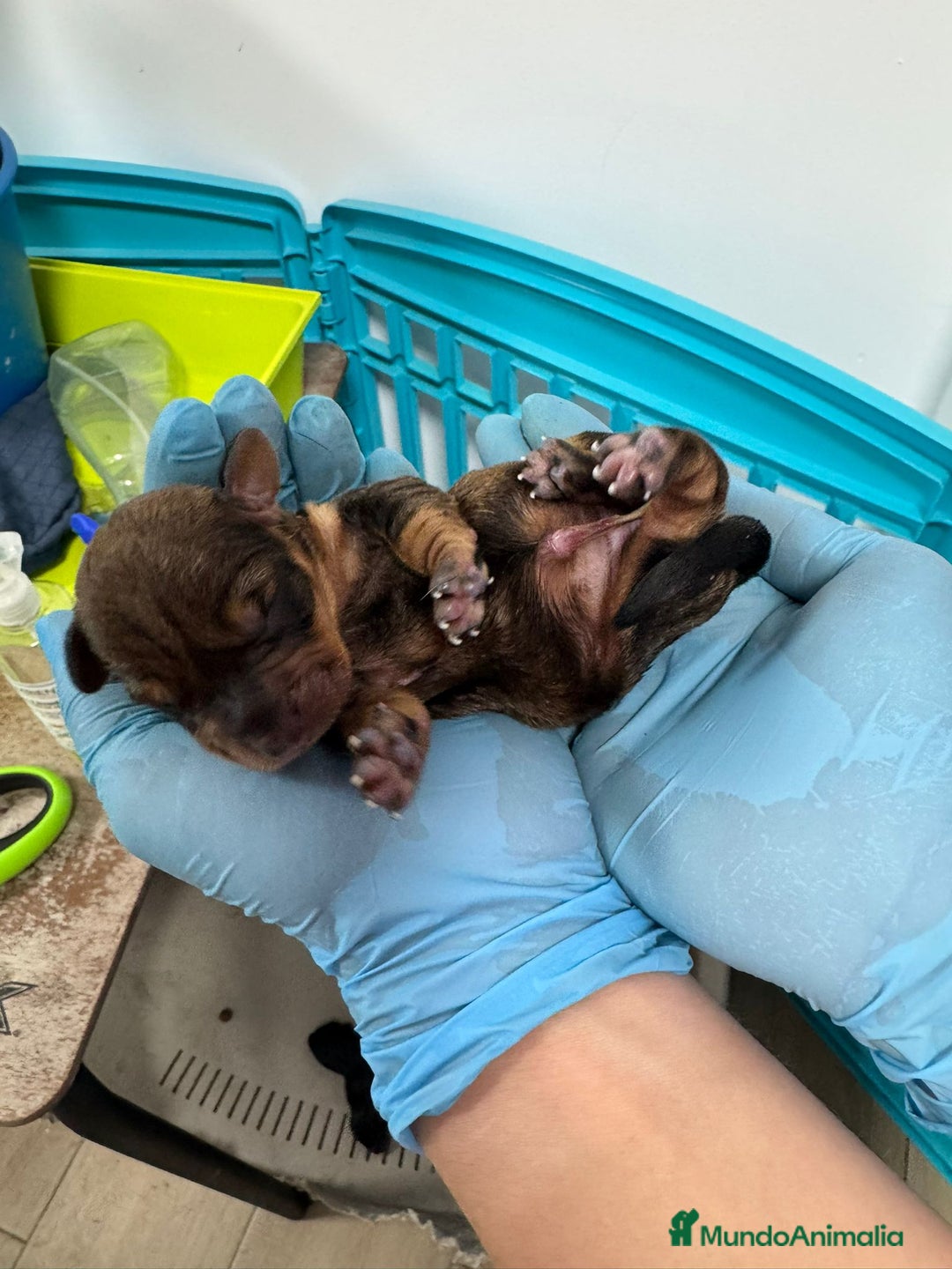 Teckel perros en venta: Teckel  - Imagen 1