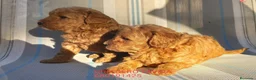 Caniche Toy perros en venta: Caniche Toy Rojo en Madrid - Anuncio 4