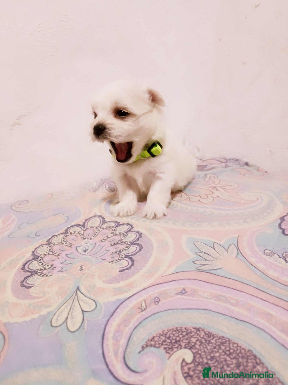 Bichón Maltés perros en venta: BICHON MALTES TOY - Anuncio 6