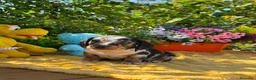 Teckel Miniatura perros en venta: Preciosa camada teckel mini - Anuncio 2