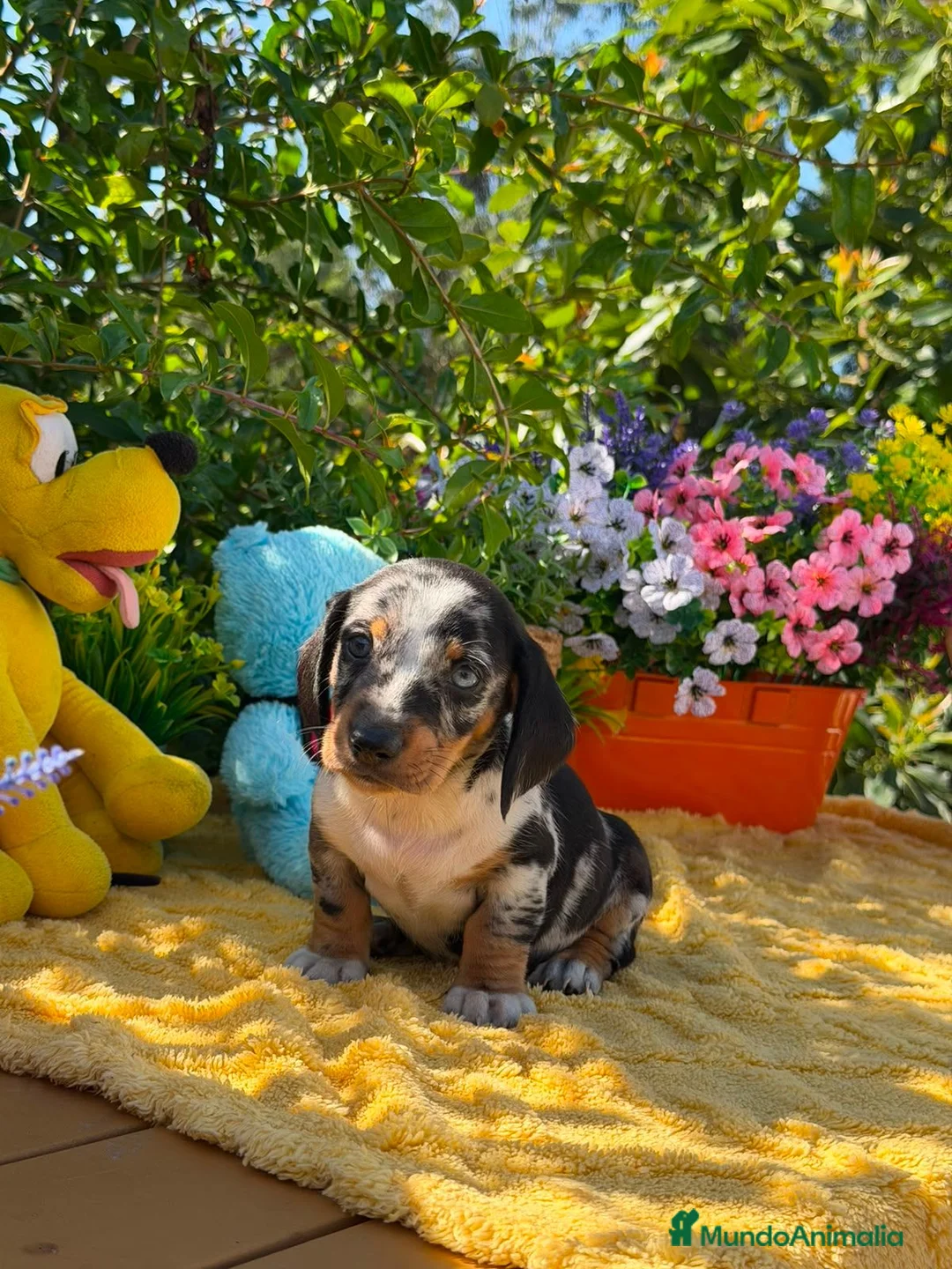 Teckel Miniatura perros en venta: Preciosa camada teckel mini - Anuncio 2