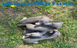 Pequeño Lebrel Italiano perros en venta: Lebrel Italiano Hembra 3 AQUANATURA - Imagen 4