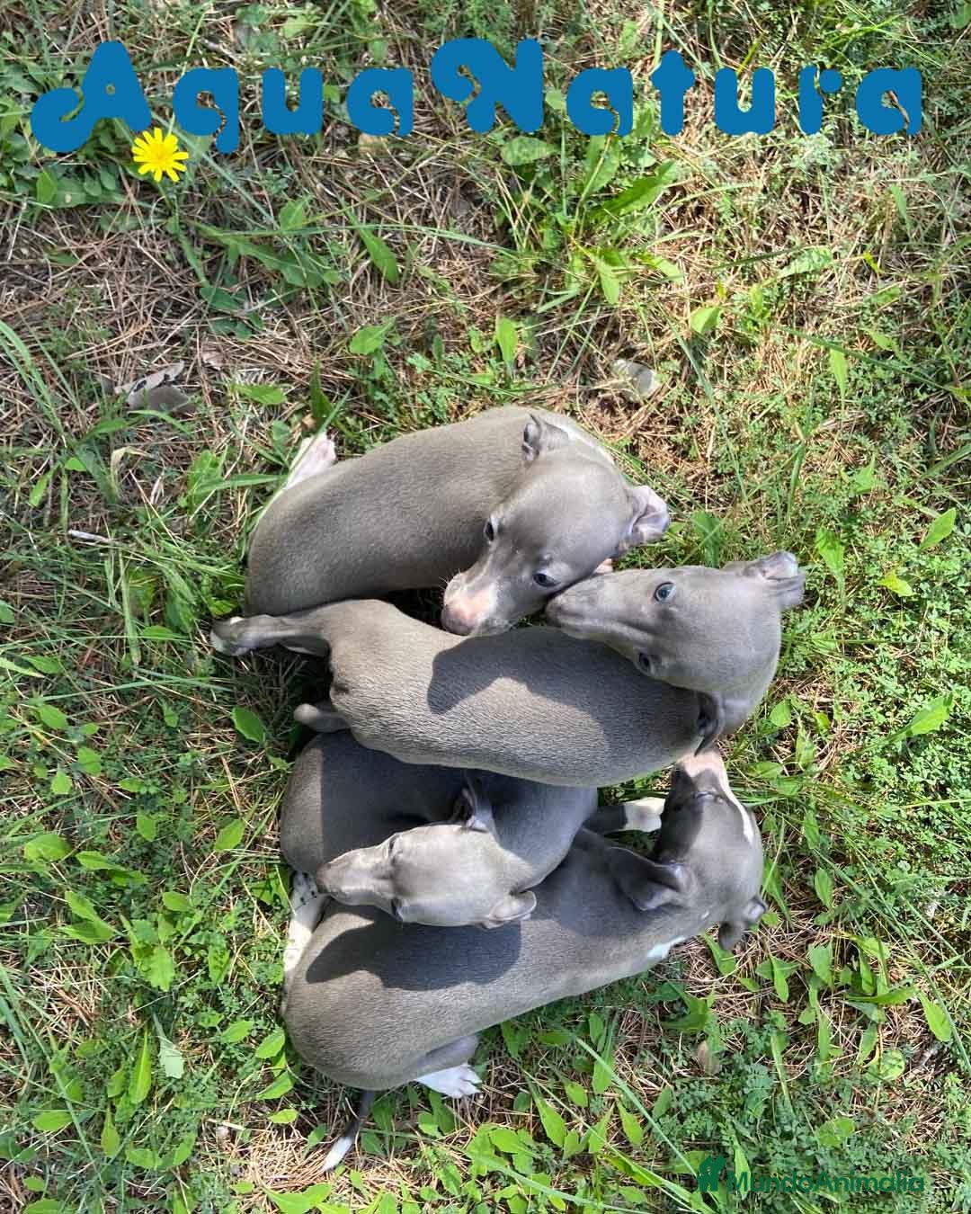 Pequeño Lebrel Italiano perros en venta: Lebrel Italiano Hembra 3 AQUANATURA - Imagen 4