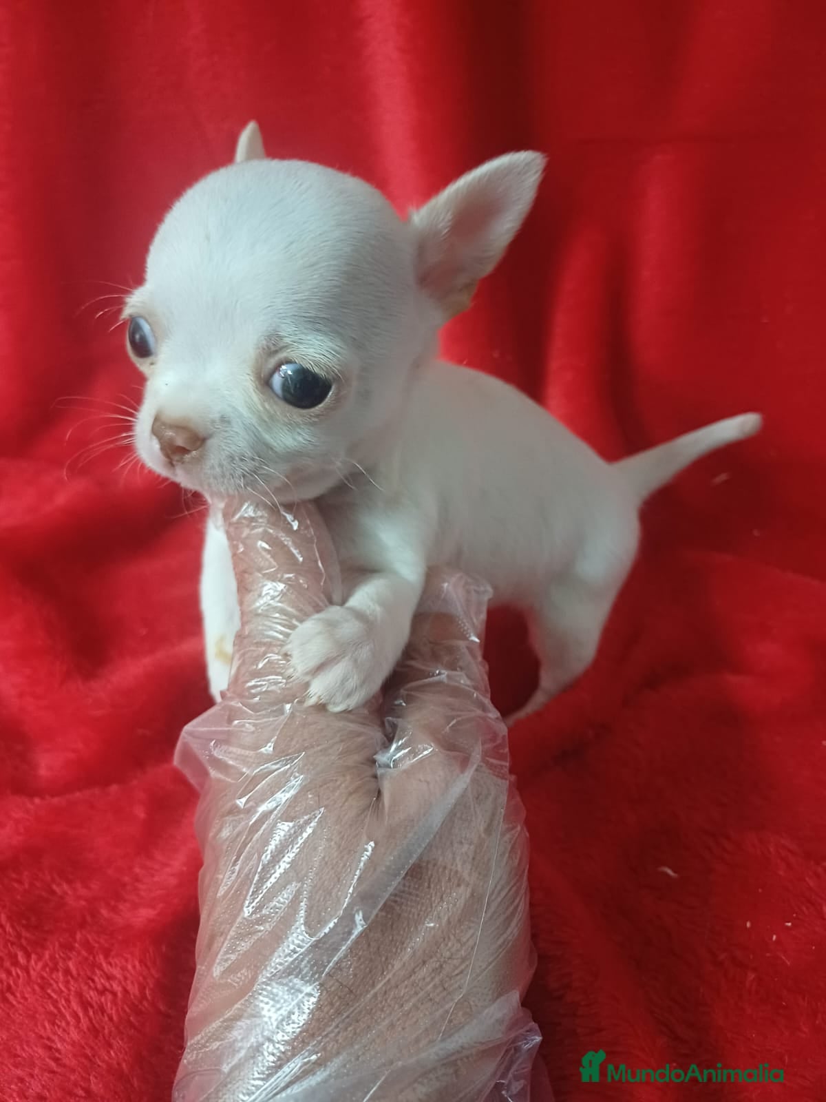 Chihuahua perros Chihuahua Mini  - Anuncio 17