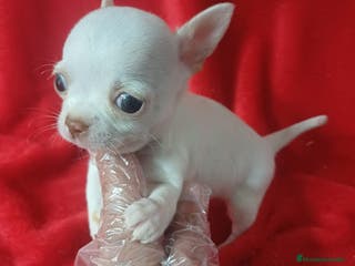 Chihuahua perros Chihuahua Mini - Anuncio 17