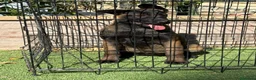 Pastor Belga Malinois perros en venta: Cachorra pastor belga Malinois  - Anuncio 7