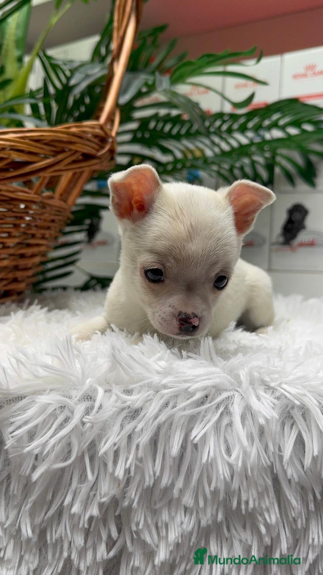 Chihuahua perros en venta: CHIHUAHUA MACHO - Anuncio 18