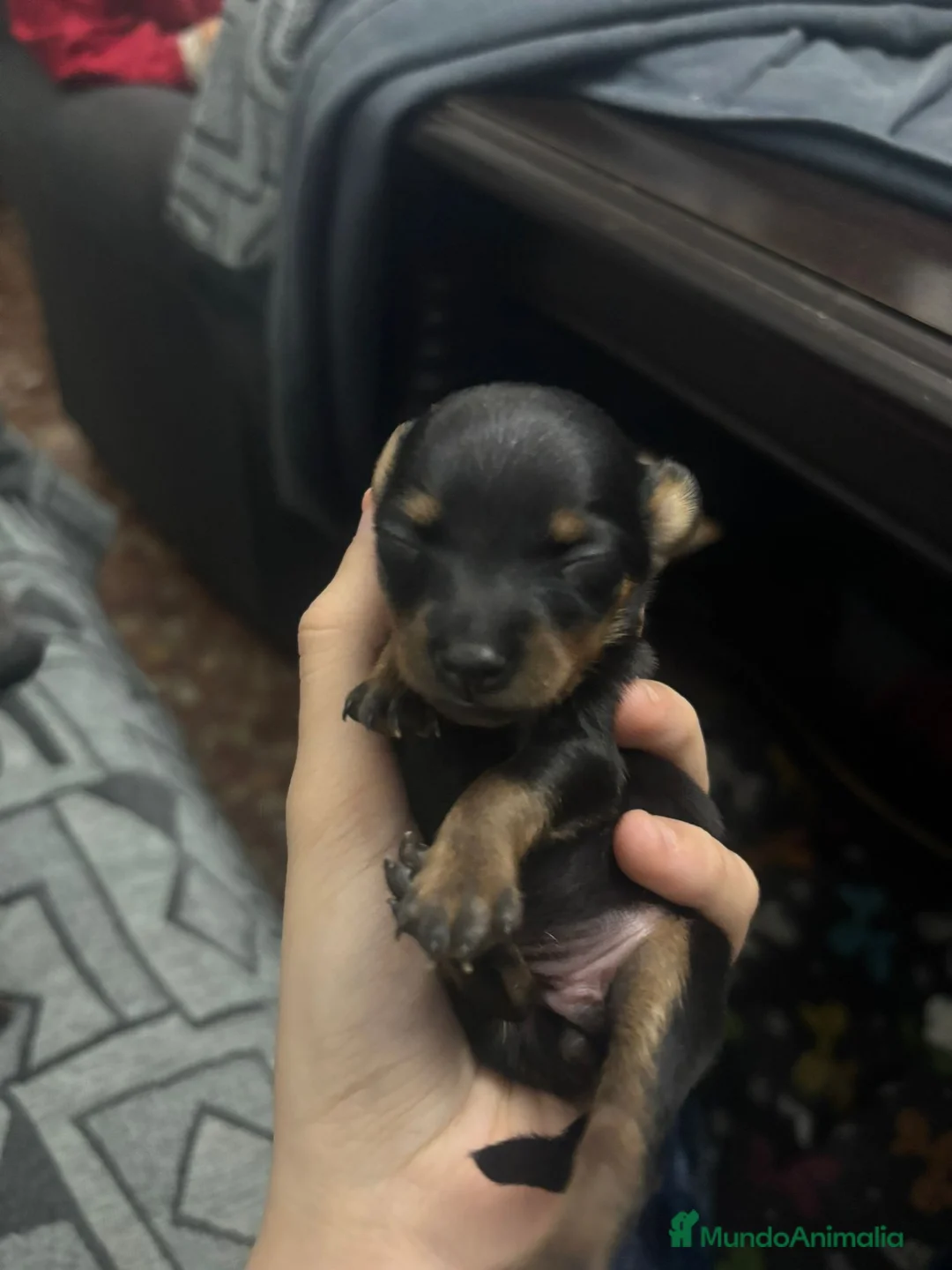 Pinscher Miniatura perros en venta: Hembra de mini pinche  - Anuncio 8