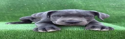 Cane Corso perros en venta: Cane Corso LOE ADN PREMIUM  - Anuncio 4