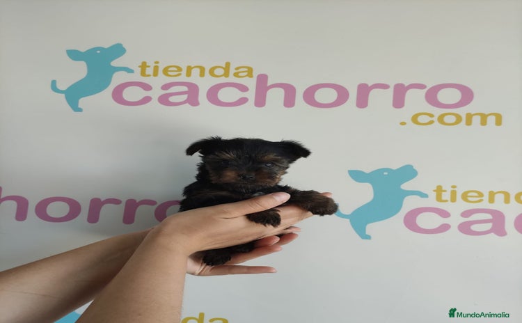 Yorkshire Terrier perros - Anuncio 1