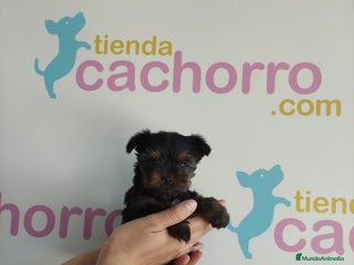 Yorkshire Terrier perros - Anuncio 8