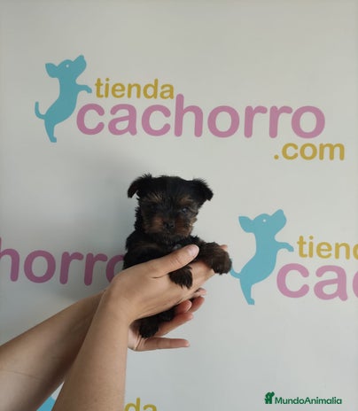 Yorkshire Terrier perros - Anuncio 8