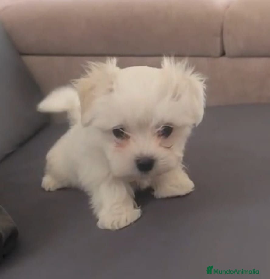 Bichón Maltés perros Bichón Maltés línea americana  - Anuncio 6