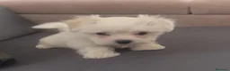 Bichón Maltés perros en venta: Bichón Maltés línea americana  - Anuncio 1