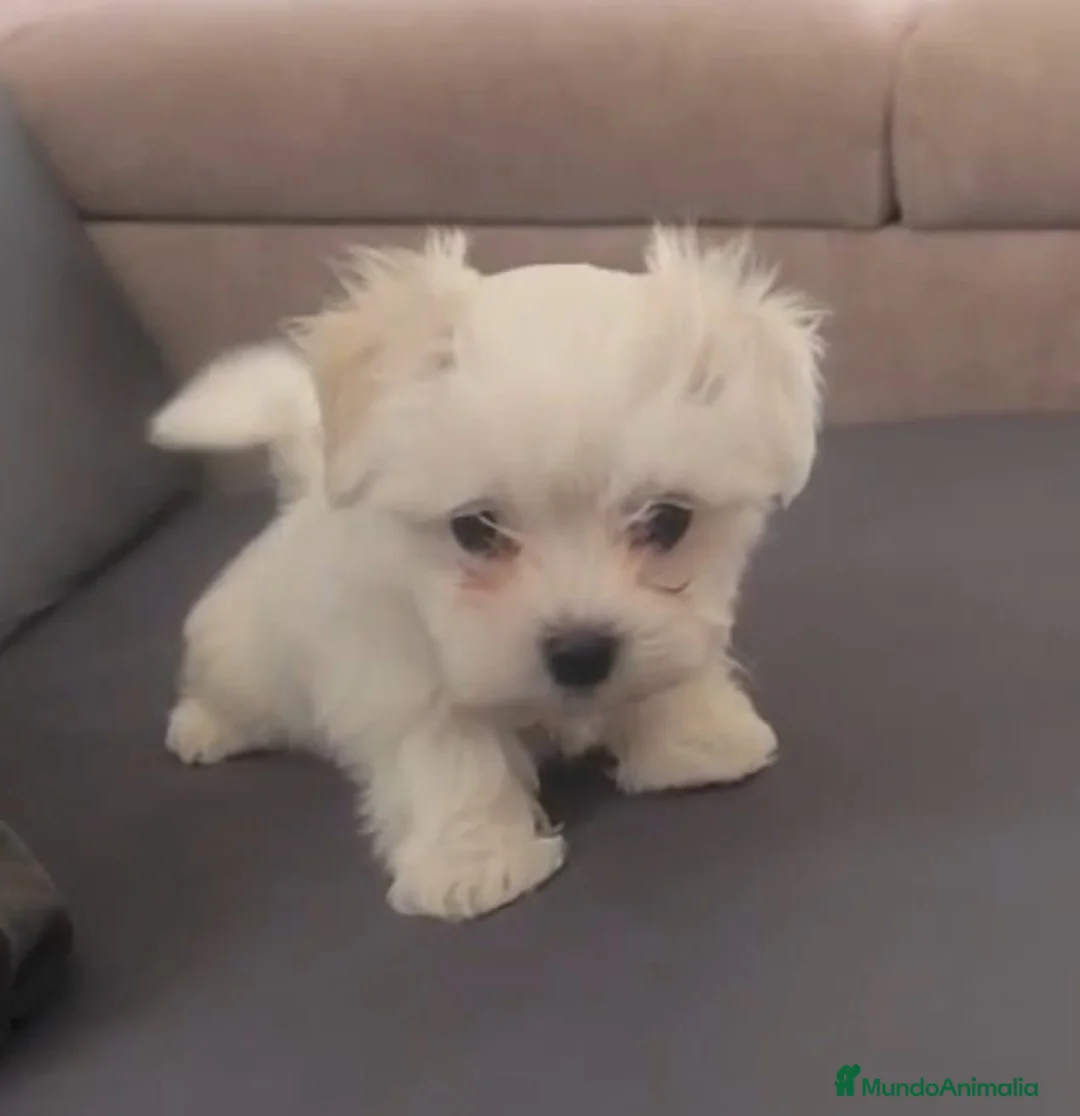 Bichón Maltés perros en venta: Bichón Maltés línea americana  - Anuncio 1