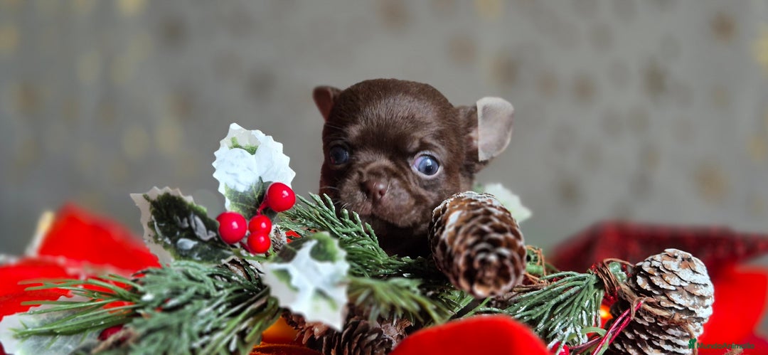 Chihuahua perros en venta: Chihuahua Chocolate - Anuncio 4