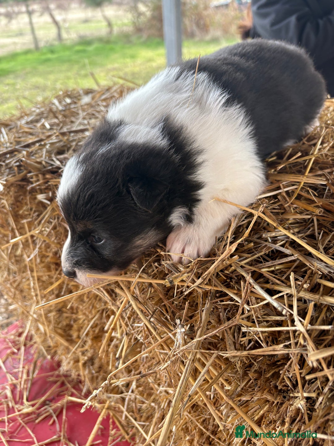 Border Collie perros en venta: Linda hembra de Border  collie  - Anuncio 9