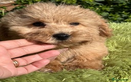 Maltipoo perros en venta: Maltipoo Apricot  - Imagen 10