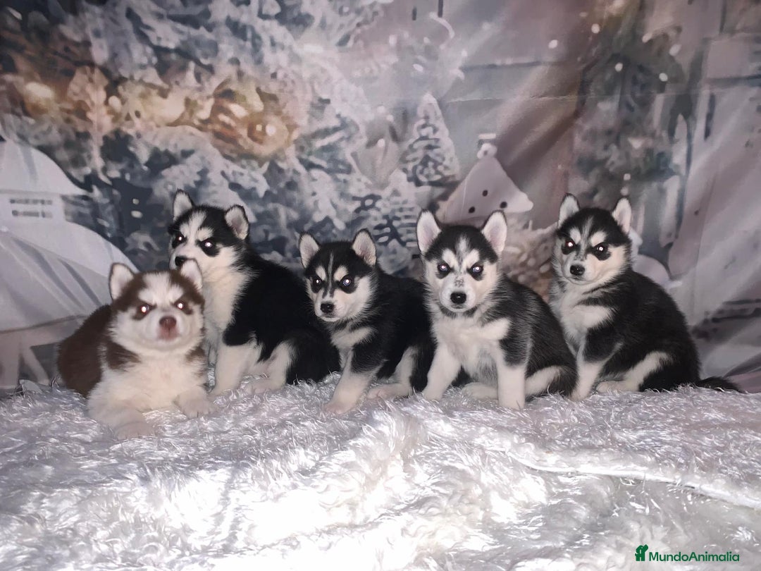 Husky Siberiano perros en venta: Cachorros husky siberianos  - Anuncio 12