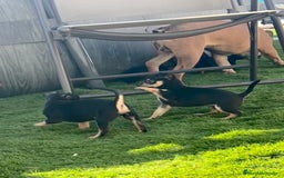 Chihuahua perros en venta: Chihuahuas  - Imagen 3