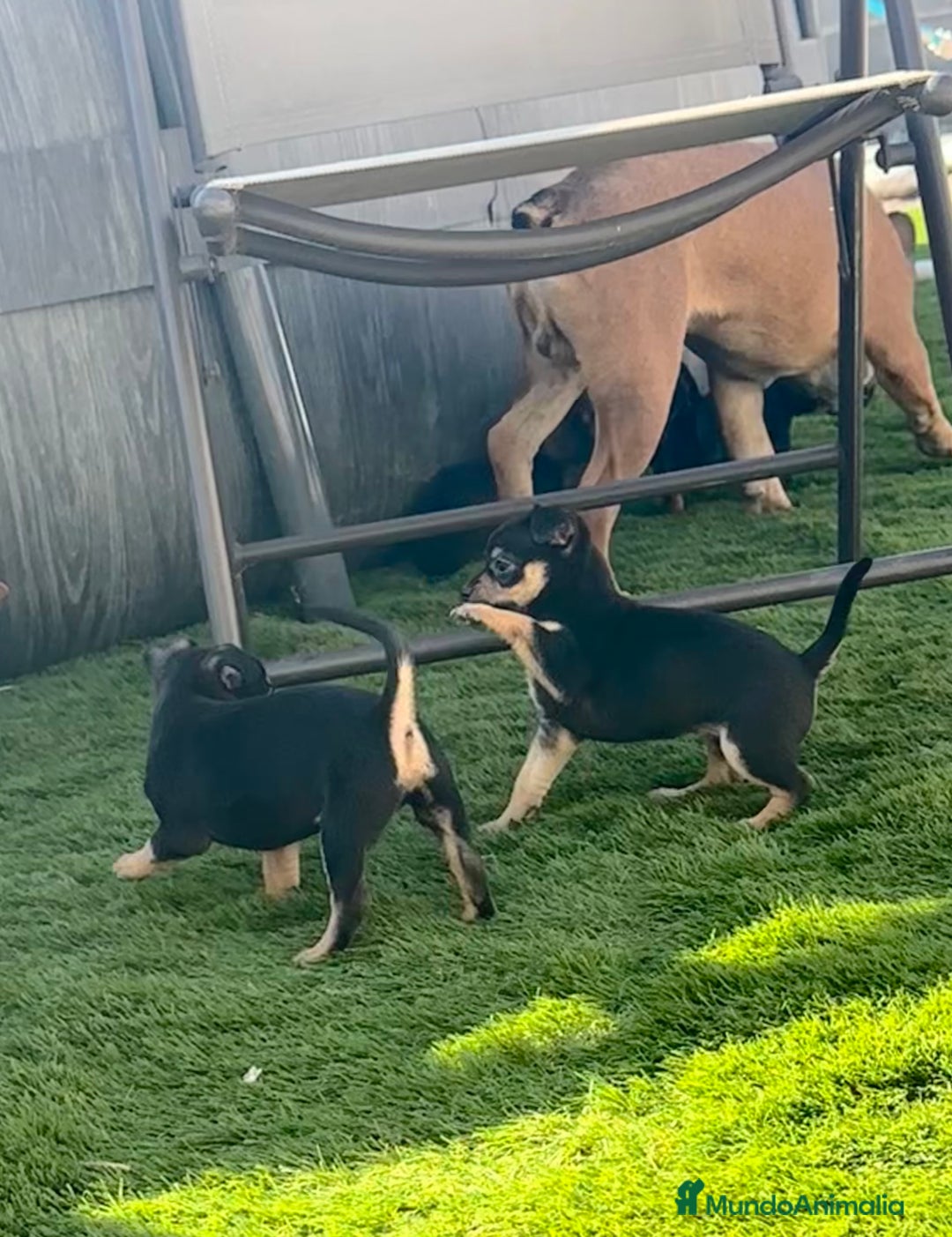 Chihuahua perros en venta: Chihuahuas  - Imagen 3