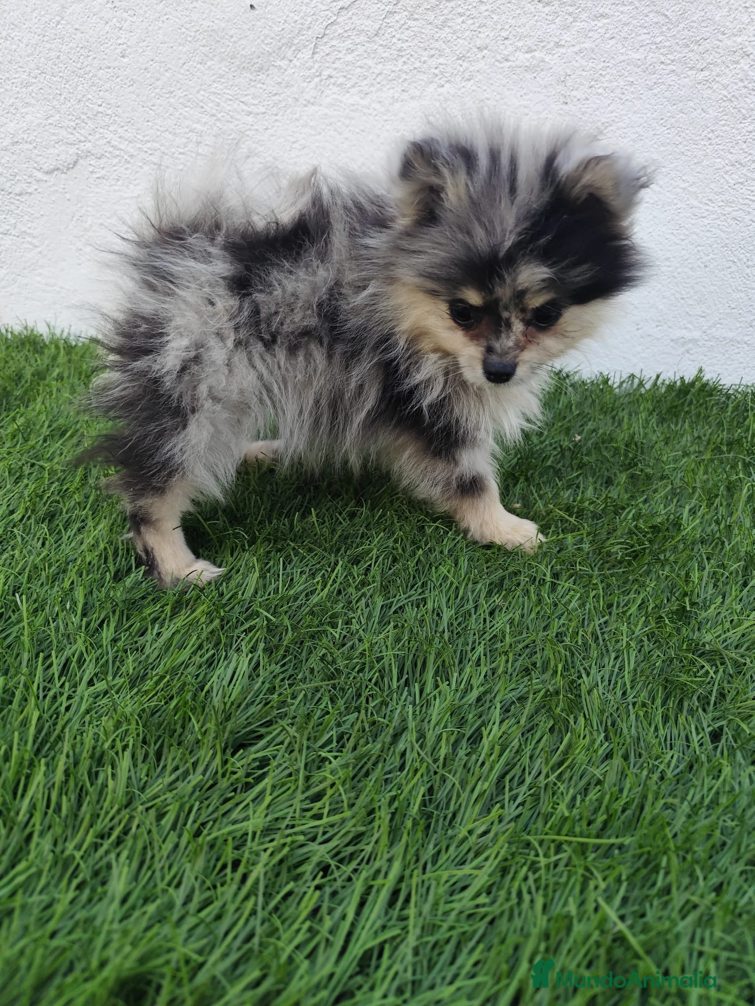 Pomerania perros en venta: Pomerania toy  - Anuncio 2