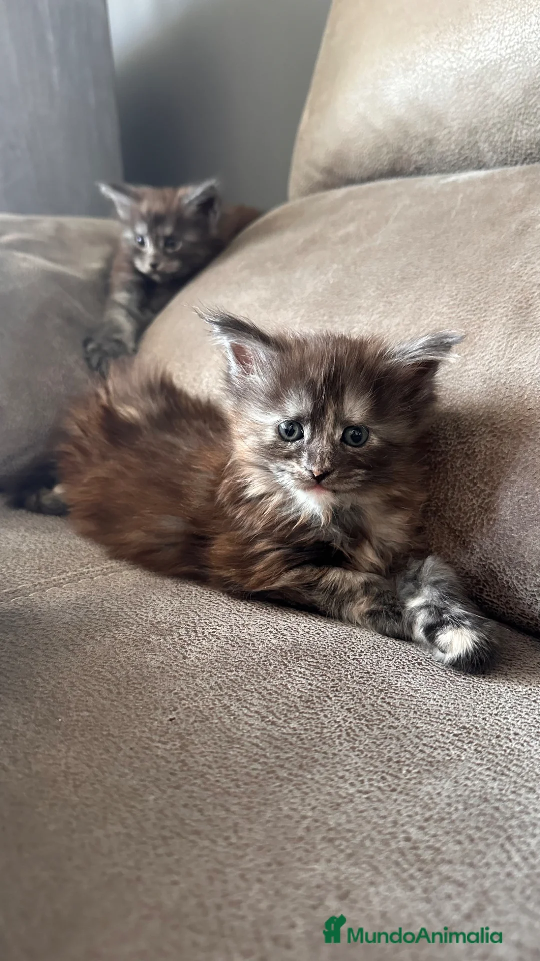 Maine Coon gatos en venta: Hembra Maine Coon  - Anuncio 2