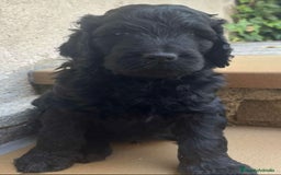 Raza Mixta perros en venta: Labradoodle  - Imagen 2