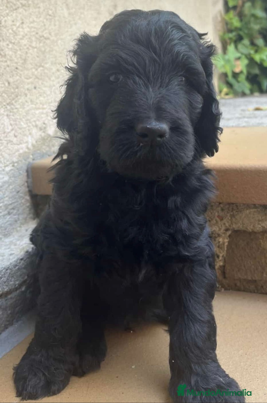 Raza Mixta perros en venta: Labradoodle  - Imagen 2